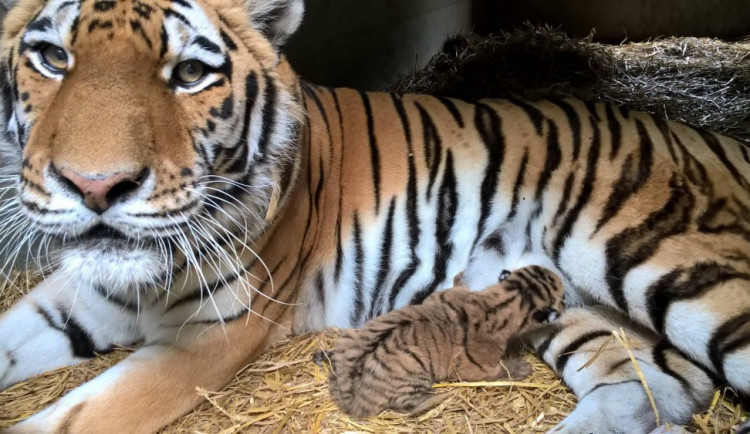 V ZOO Dvorec přišlo na svět mládě tygra ussurijského