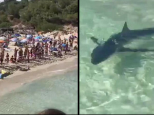 VIDEO: Žralok vyděsil turisty na pláži na Mallorce. Zmatené zvíře museli nechat utratit