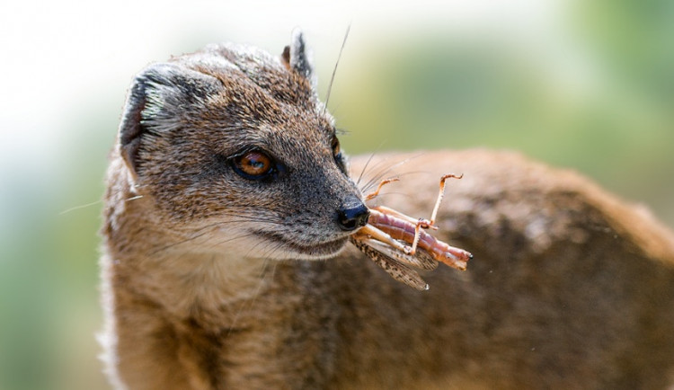 Návštěvníky zoo čekají tento víkend hmyzí hody