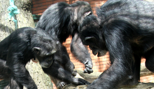 V hodonínské zoo šimpanzům sloučili výběhy, aby žili přirozeněji. Zvířata se však vzájemně napadají