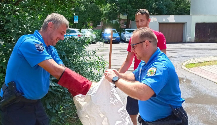 VIDEO: Strážníci v ulicích Chodova odchytili metrového hroznýše