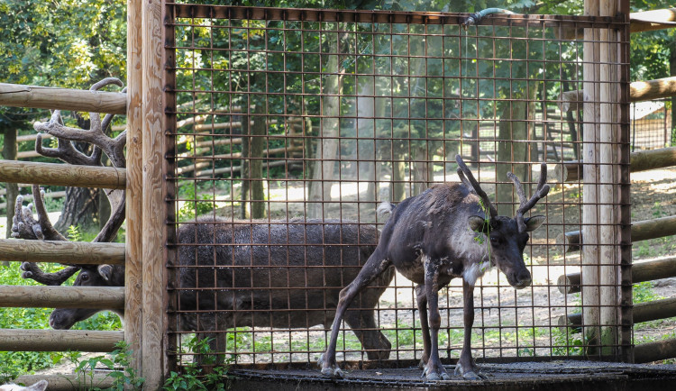 Vedro a vedro. Sobi polární dostávají v olomoucké zoo sprchu, tygr si zase rád vleze do bazénu