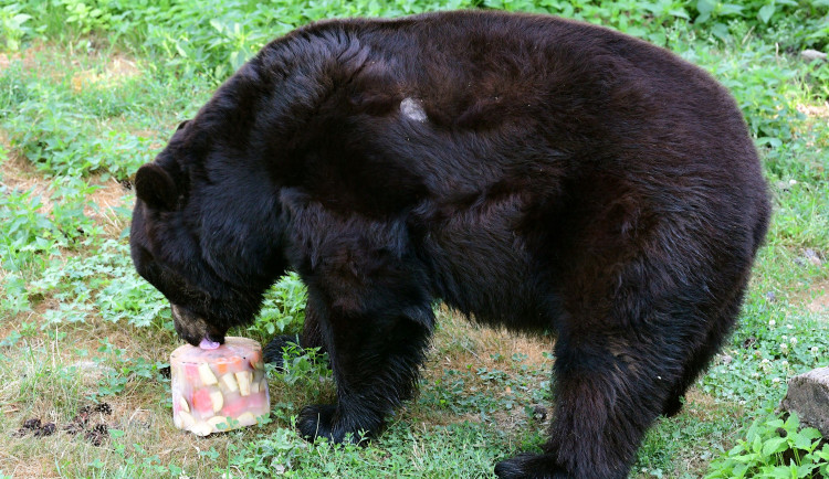 Baribalové z olomoucké zoo dostali ledové koule plné ovoce. Chovatelé je tak chtějí ochladit a zabavit