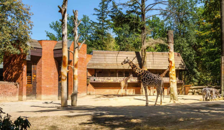 Kraj připravuje rekonstrukci pavilonu a výběhu žiraf v liberecké zoo. Vyjde na více než sto milionů